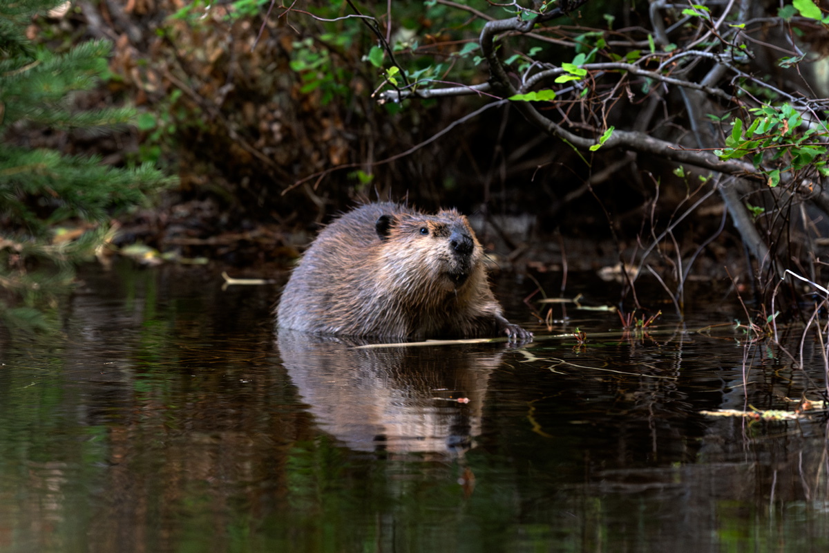 Beavers in Colorado Rockies & Grand Teton NP