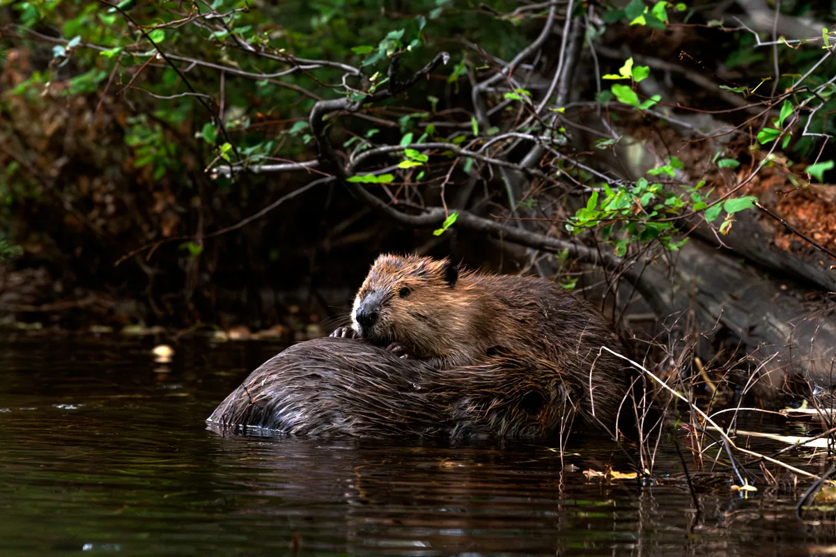 Adult beaver and yearling grooming each other along the bank of a Grand Teton National Park pond