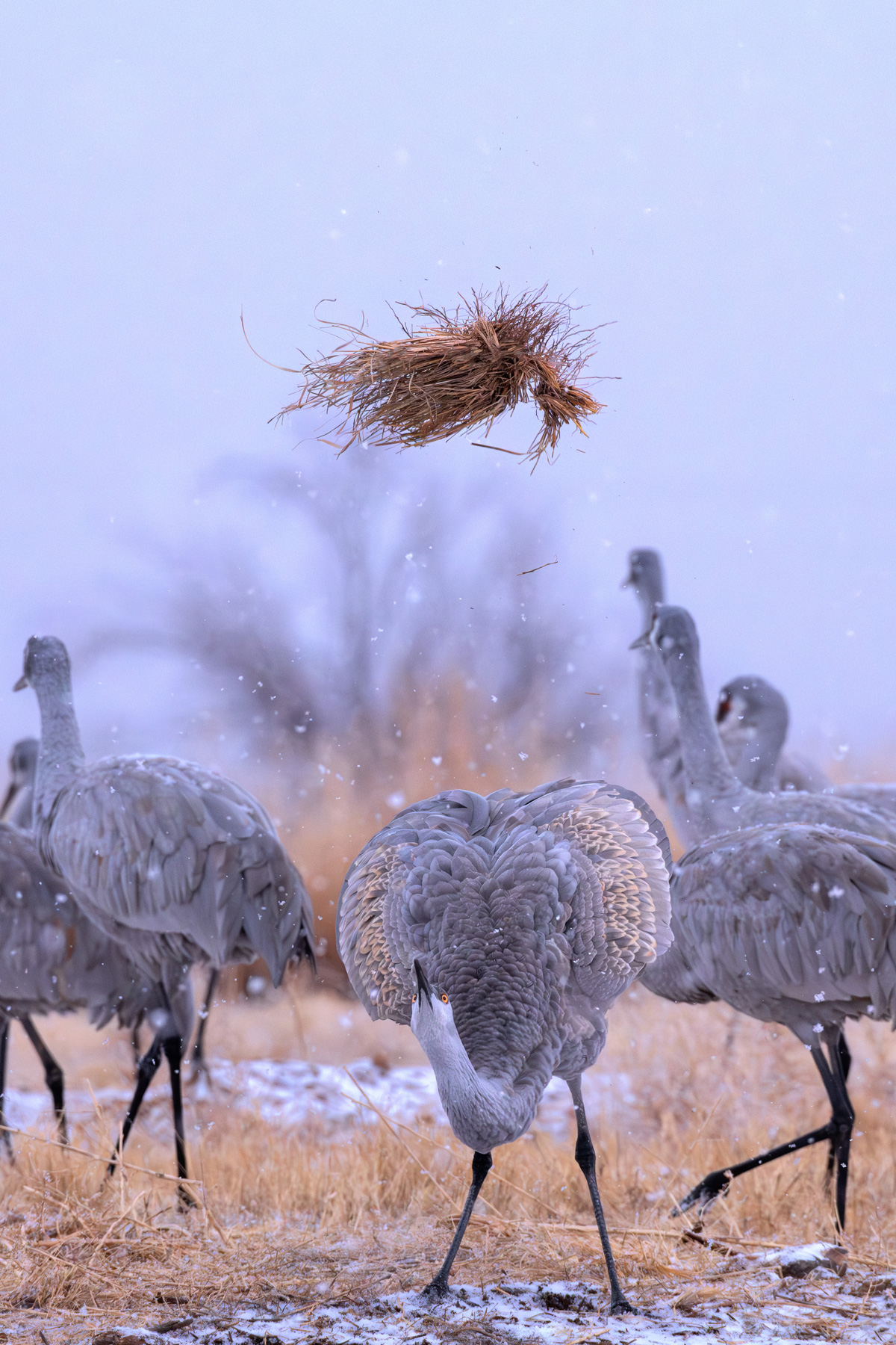 Sandhill cranes in winter migration