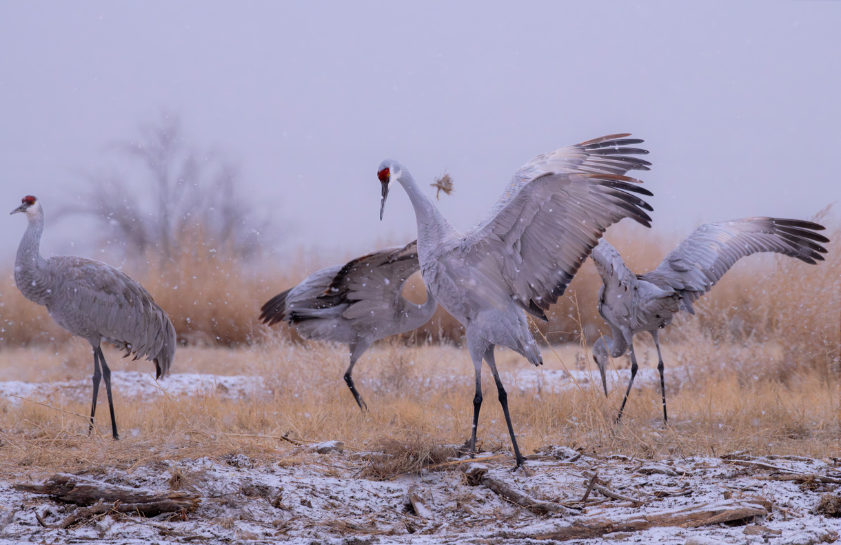 Sandhill Crane Migration