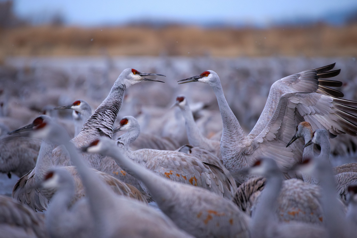 Bosque del Apache, New Mexico