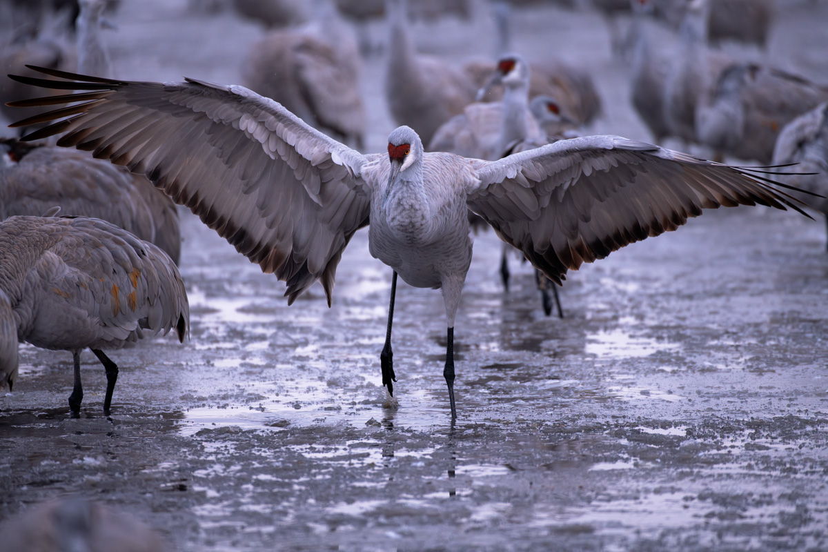 Wildlife Photography Tours — Sandhill Cranes
